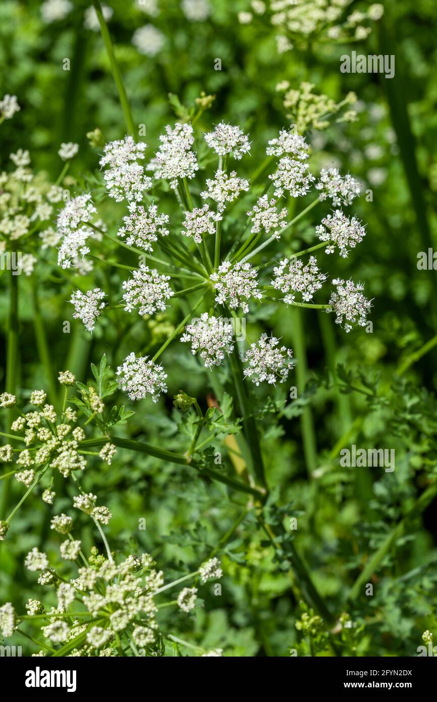 Oenanthe crocata die giftigste Pflanze, die in Großbritannien gefunden wird Das hat eine weiße Frühling Sommer Wildblumenkraut und häufig Bekannt als Hemlock Water Dropwort Stockfoto