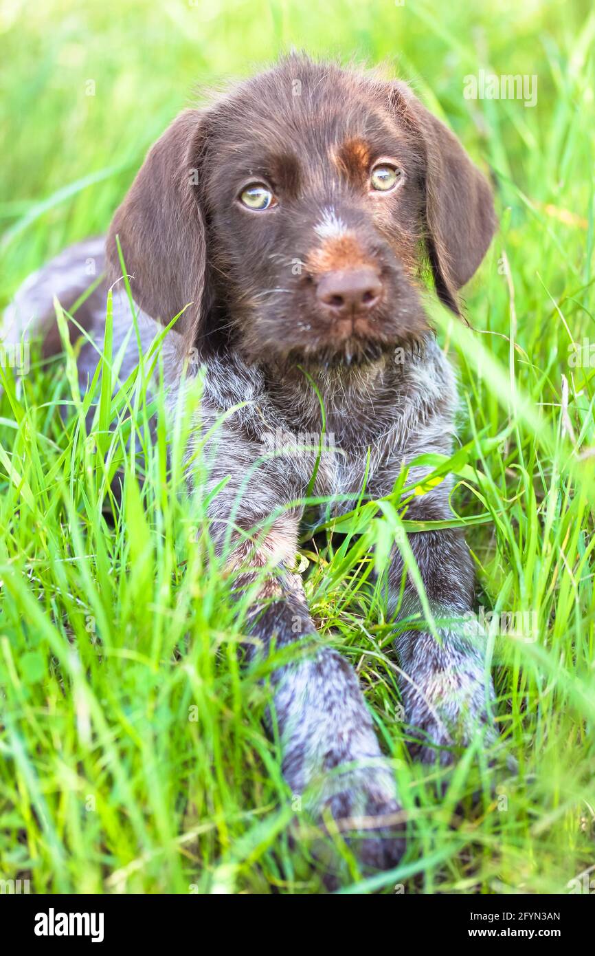 Ein schoner brauner deutsch drahthaar Welpe mit grunen Augen der an sonnigen Sommertagen auf einer Wiese im hohen grunen Gras liegt und in eine Kamera schaut. SchlieBen U Stockfotografie Alamy