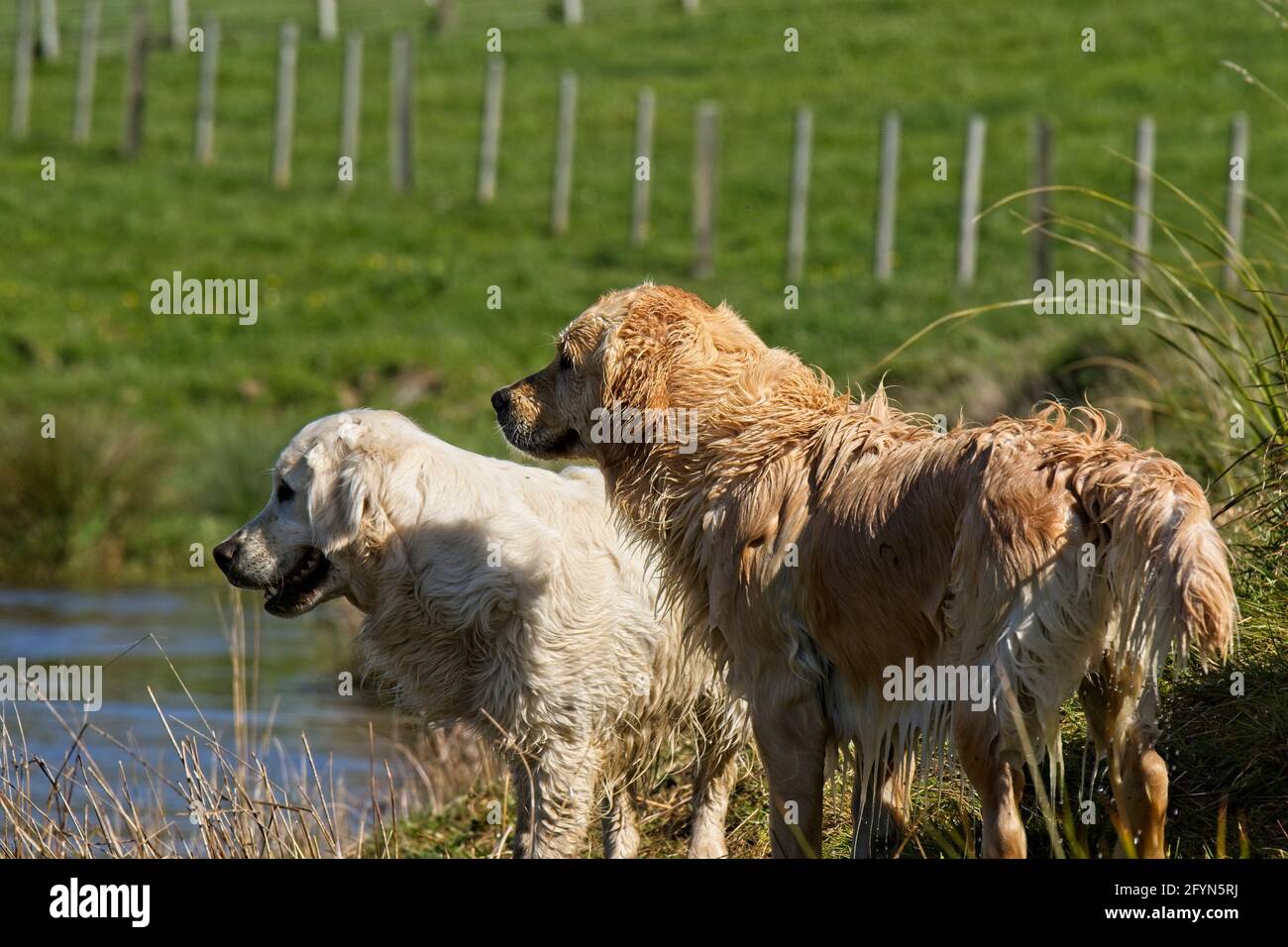 Golden Retriever Hunde spielen an einem Farmteich Stockfoto