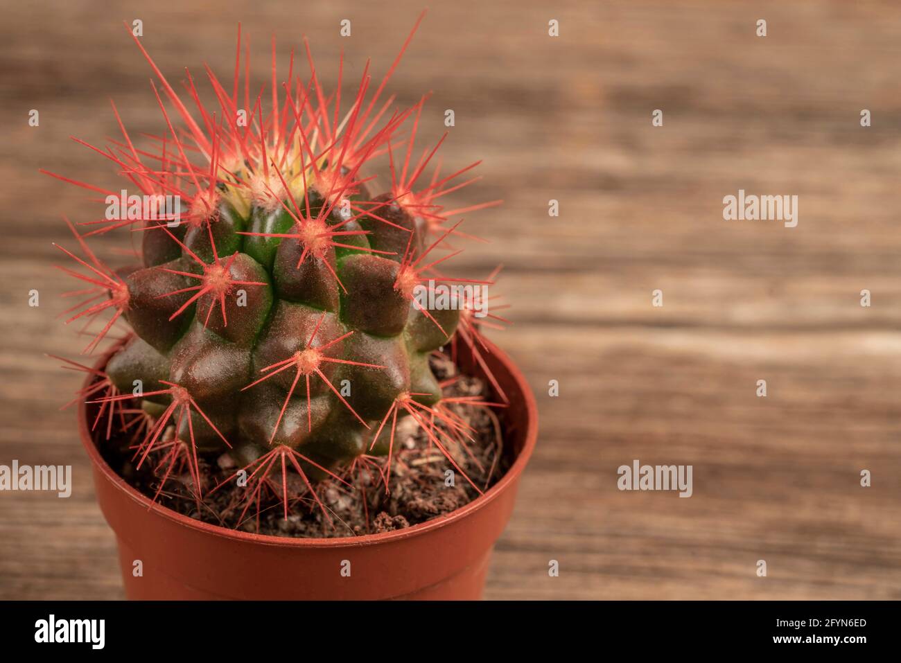 Lffel kaktus -Fotos und -Bildmaterial in hoher Auflsung  Alamy