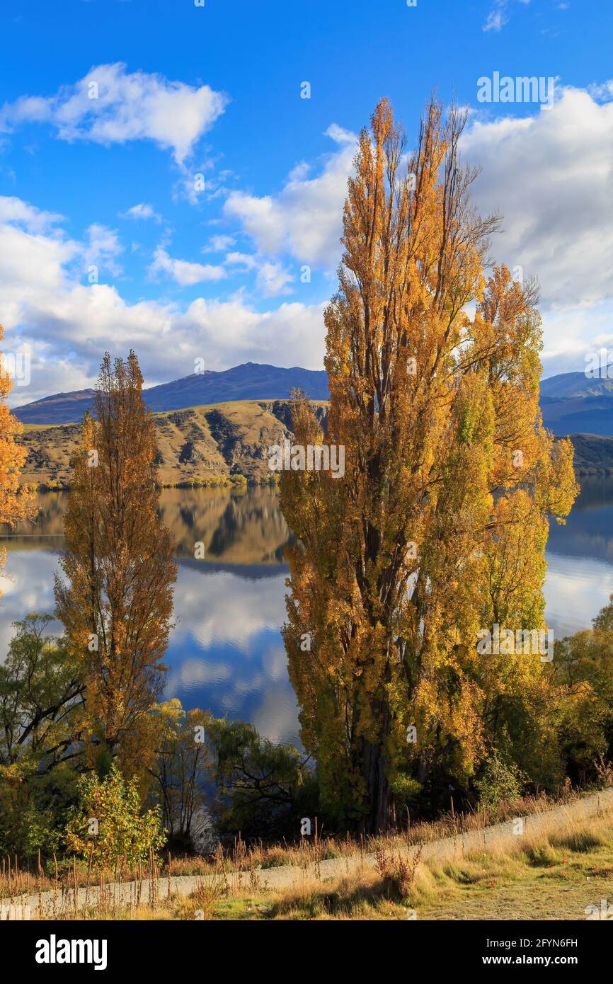 Herbstpappel wächst am Ufer des Lake Hayes auf der Südinsel Neuseelands Stockfoto