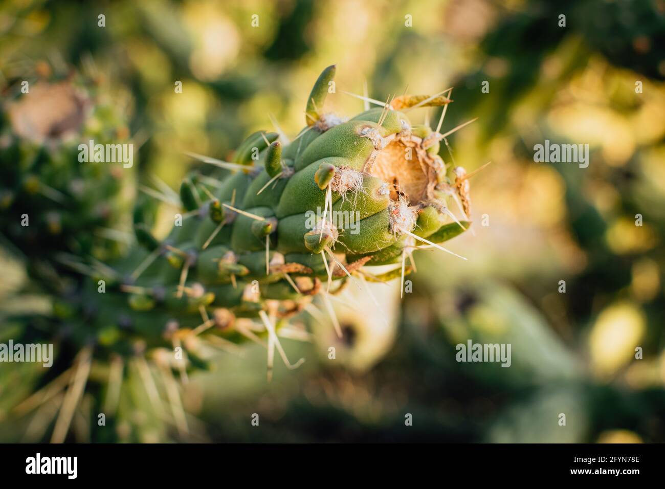 Nahaufnahme eines Cylindropuntia-Kaktus, Chollas Stockfoto