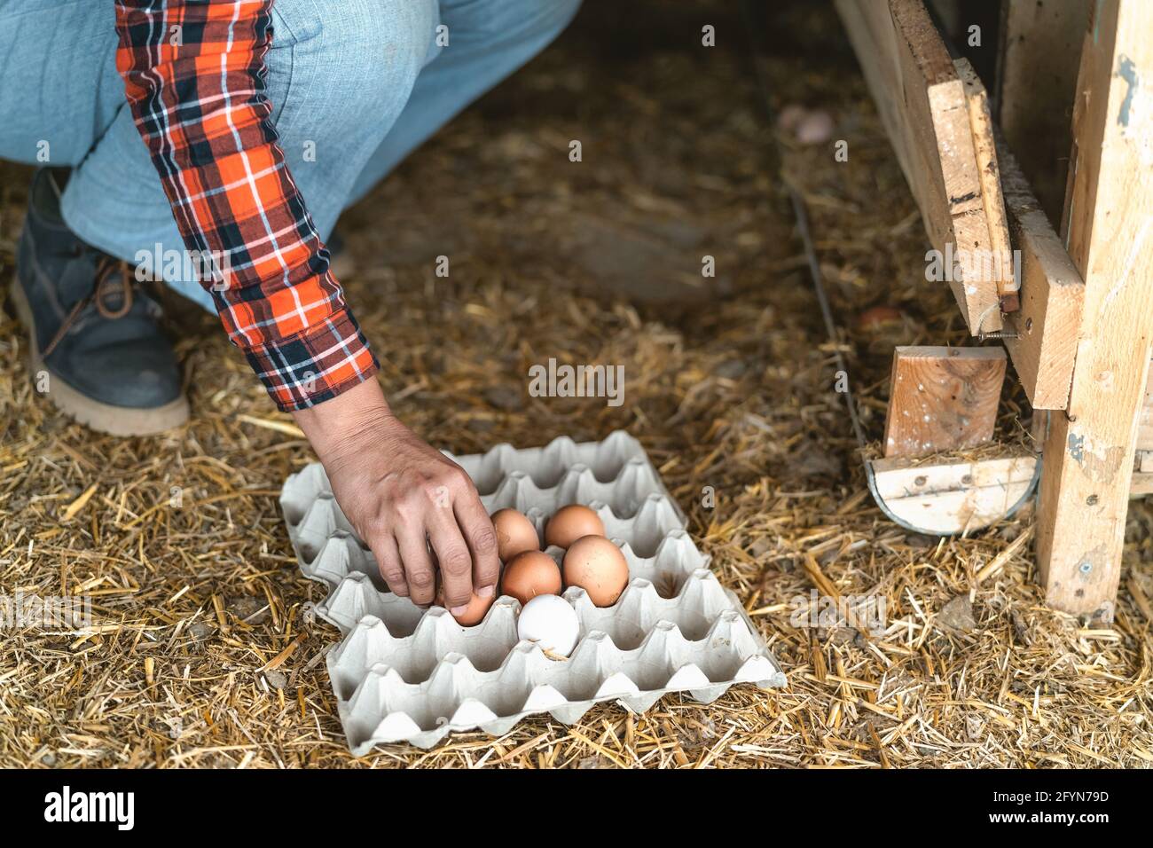 Weibliche Bäuerin, die frische Eier in Hühnerstall - Farm aufholt Menschen Lifestyle-Konzept Stockfoto