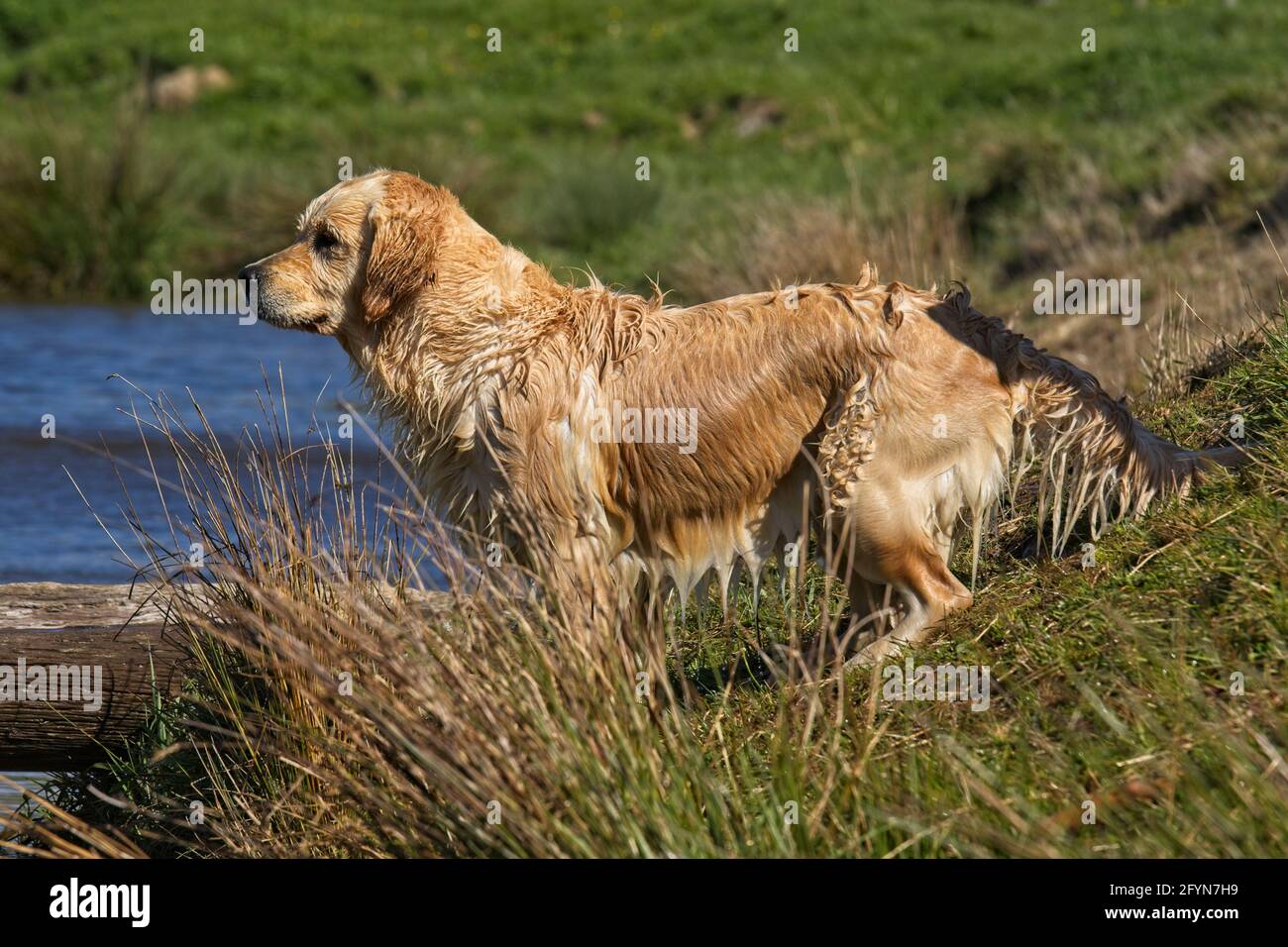 Golden Retriever Hunde spielen an einem Farmteich Stockfoto