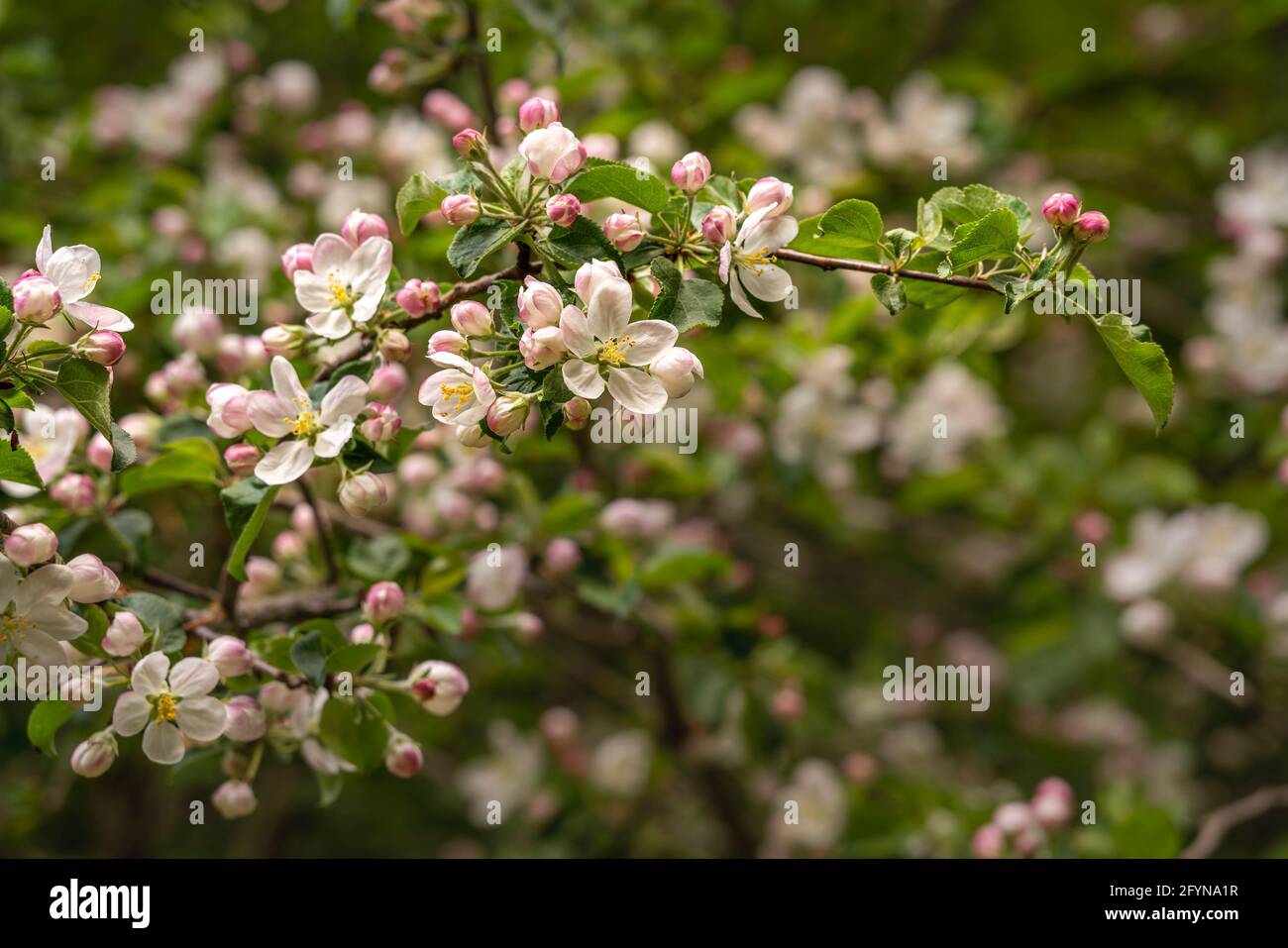 Detail des blühenden wilden Apfelbaums, Malus sylvestris, mit weißen Blüten mit einem rosa Farbton. Abruzzen, Italien, Europa Stockfoto