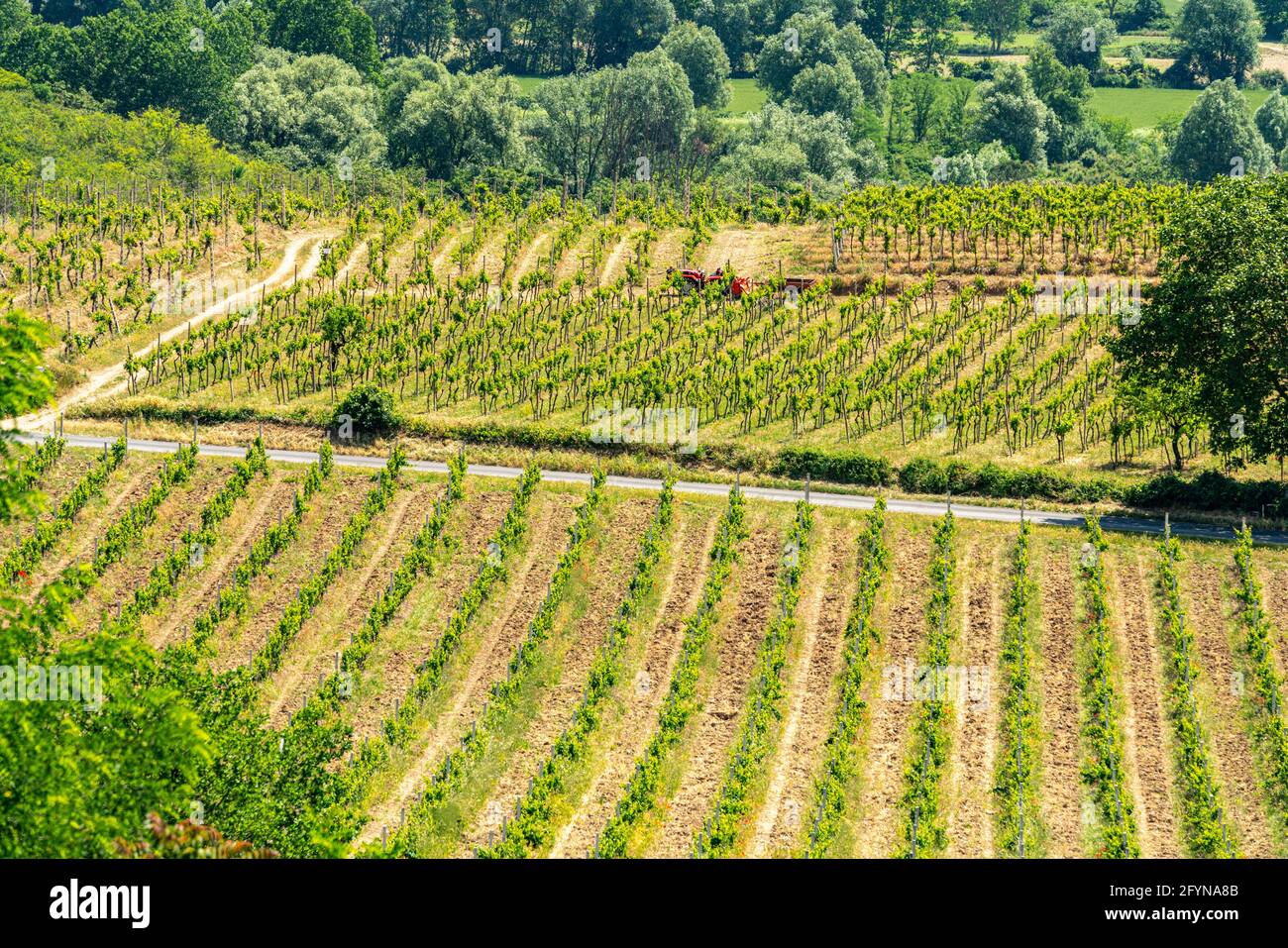 Draufsicht auf Reihen von Reben mit einem roten Traktor in der Mitte der Landschaft. Abruzzen, Italien, Europa Stockfoto