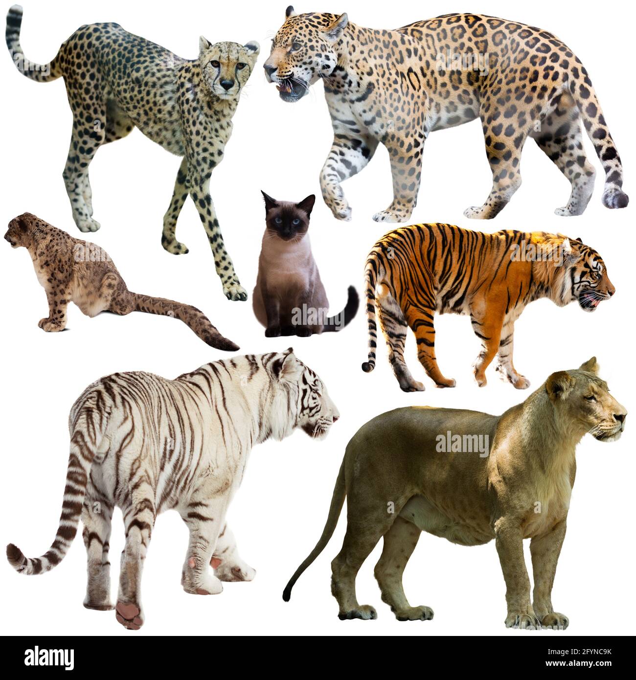 Set von wilden Säugetieren Tiere aus der Katzenfamilie isoliert auf weißem Hintergrund Stockfoto
