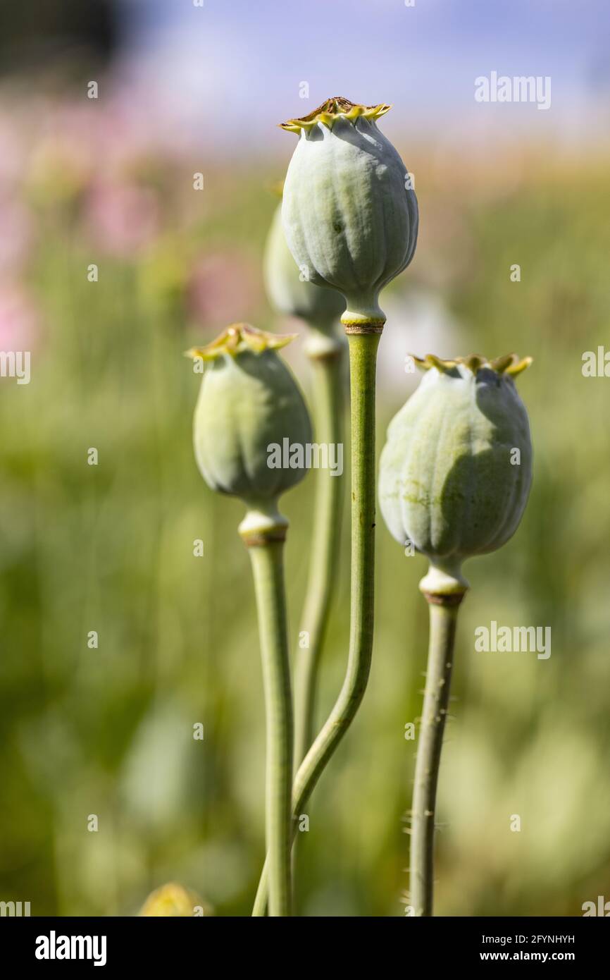 Makro-Foto der Natur rosa Knospe Blume Mohnblume. Hintergrund blühende Mohnblumen mit einer geschlossenen Knospe. Mohn wächst im Boden Stockfotografie