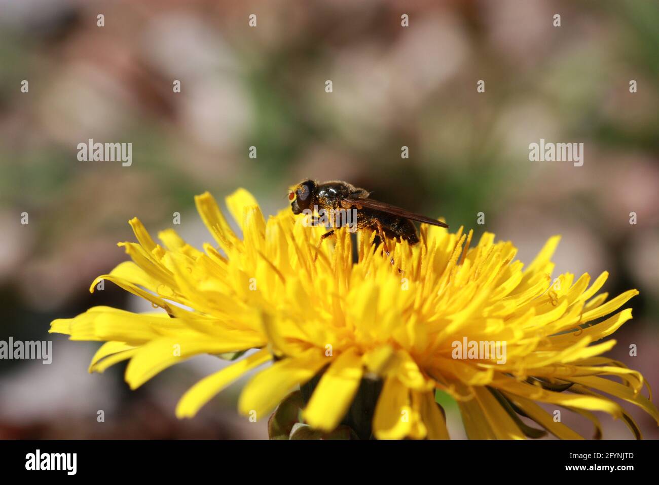 Biene auf Löwenzahn Stockfoto