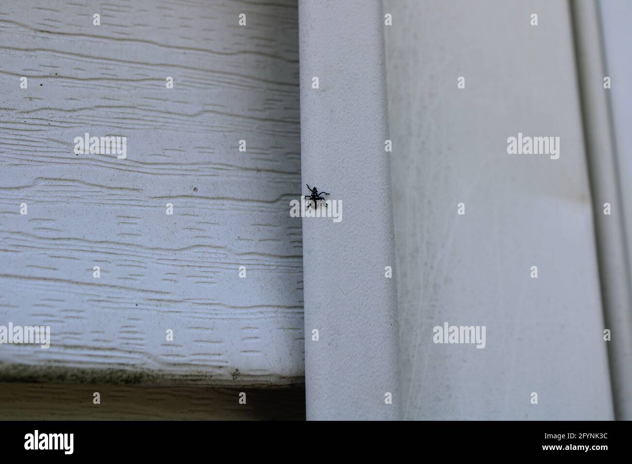 Jungtiere Spotted Lanternfly auf einem Haus Stockfoto