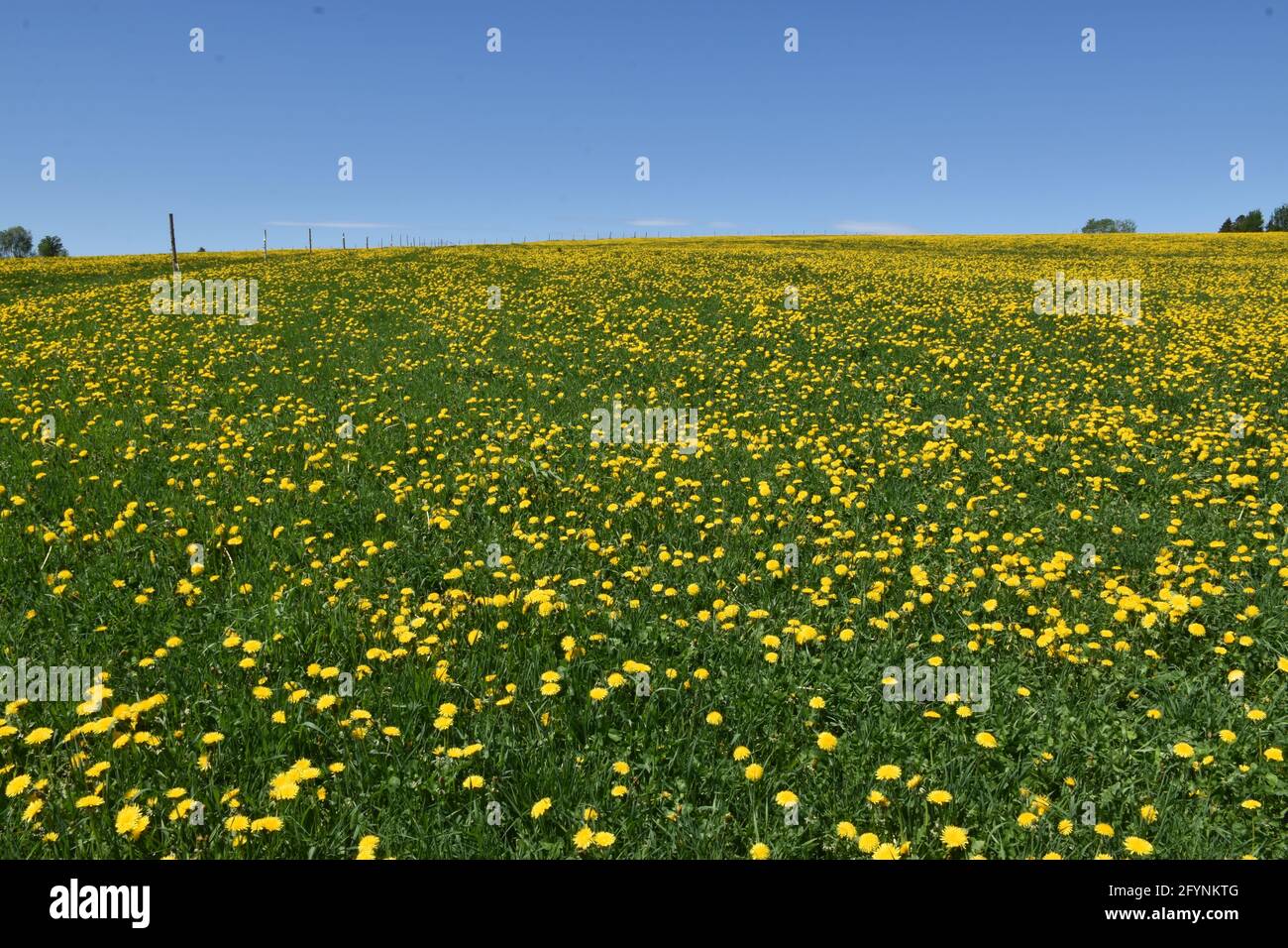 Ein Feld von Dandelionen unter einem blauen Himmel Stockfoto