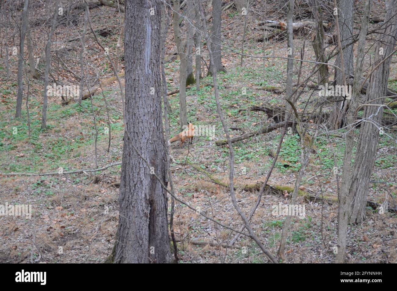 Ein schneller Rotfuchs passiert eine Waldlichtung. Stockfoto