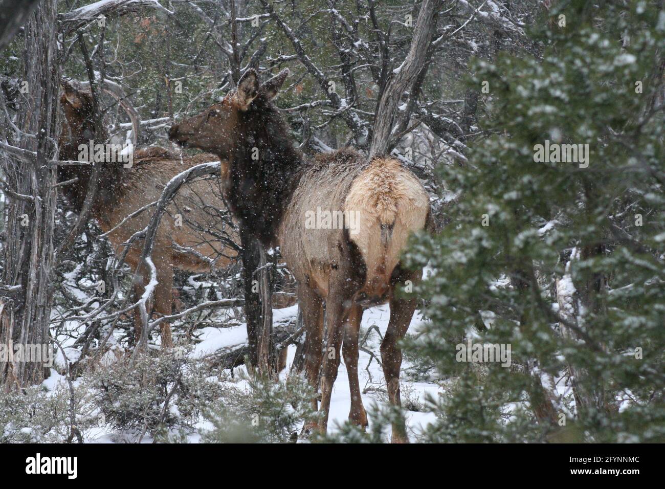 Eine Gruppe Elchkühe durchquert an einem winterlichen Tag einen Wacholderwald. Stockfoto
