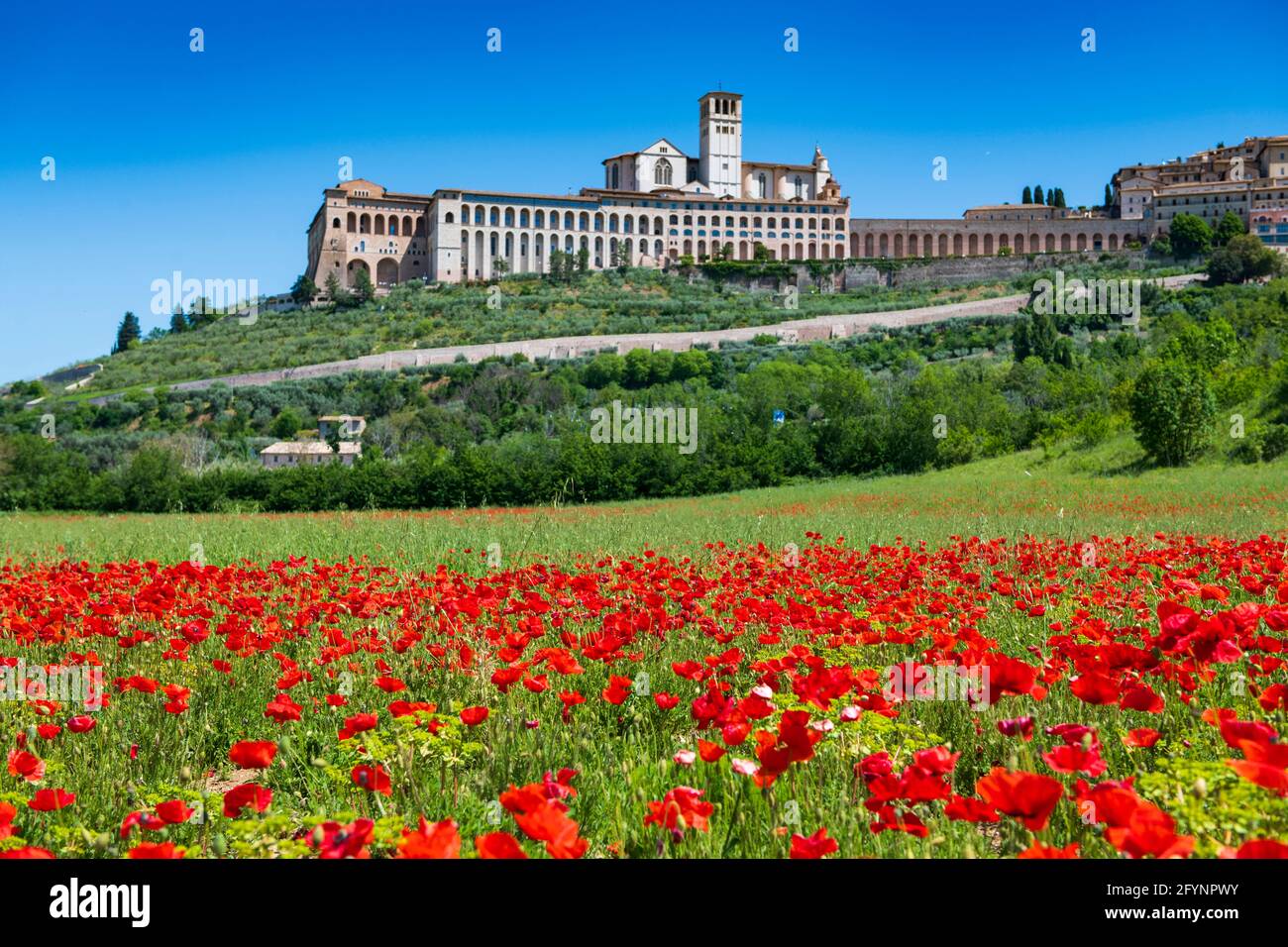 Assisi, Perugia, Umbrien, Italien. Die Kirche von San Francesco von Assisi im Frühjahr mit roten Mohnblumen im Vordergrund Stockfoto