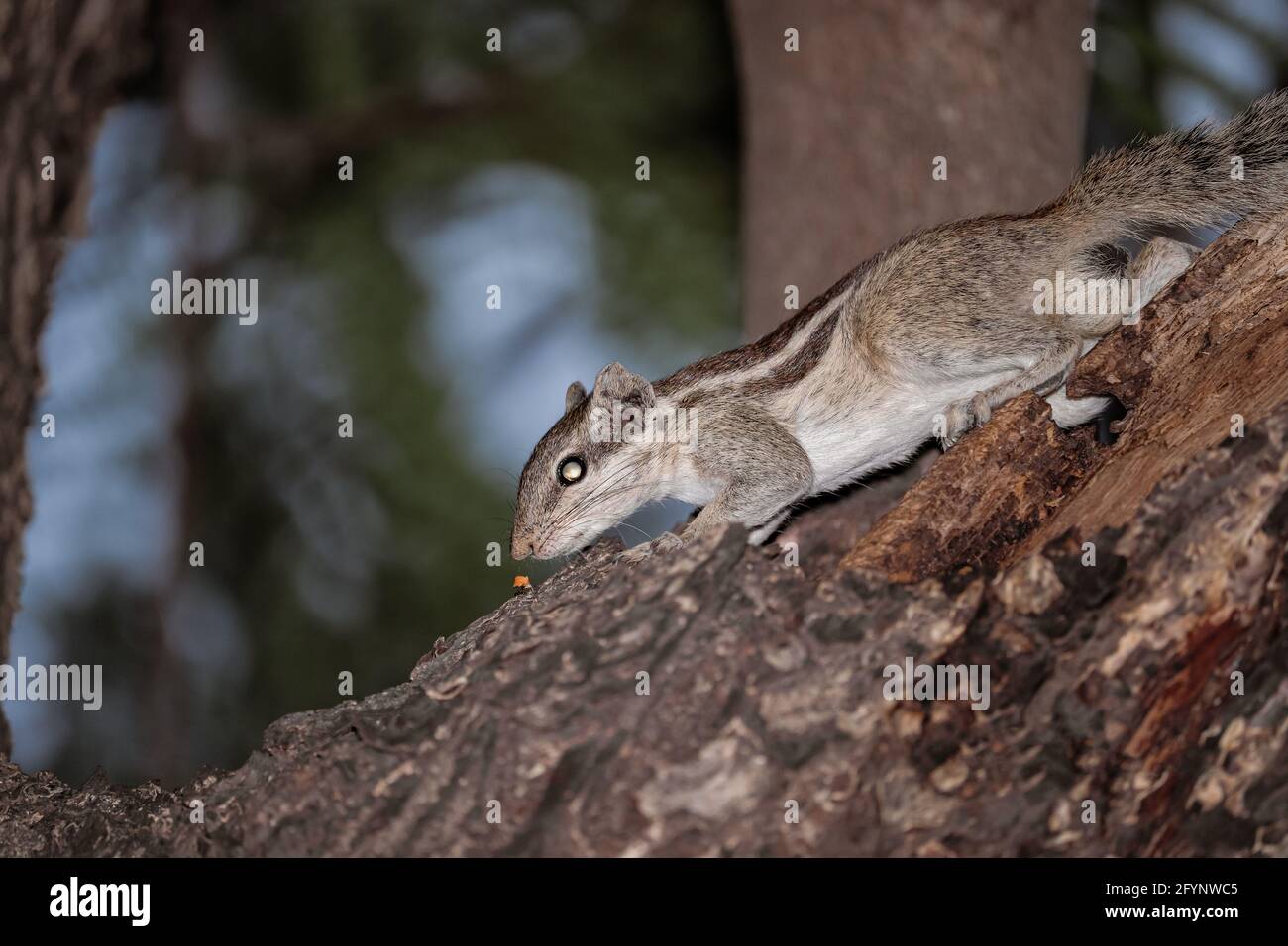 Eichhörnchen am Baum Stockfoto