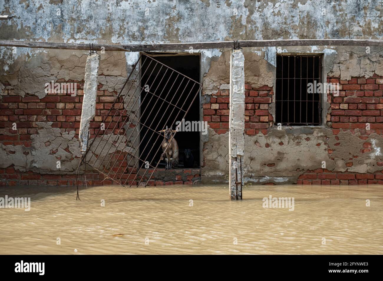 Kalkutta, Indien. Mai 2021. Ein Blick auf ein überflutetes Haus in einem überfluteten Gebiet.die Bewohner von Süd-24-Parganas und Nord-24-Parganas sind stark betroffen, da Flussdämme gebrochen sind und mehrere Dörfer überschwemmt wurden, nachdem der Superzyklon ‘YaaS' die Küstengebiete von Westbengalen und Odisha getroffen hat. Salziges Wasser aus dem Meer kam in die Dörfer und als Folge starben Süsswasserteichfische, Ackerland wurde nicht mehr in der Lage zu bewirtschaften, Häuser tauchten unter Wasser und viele Menschen verloren ihr eigenes Hab und gut. Kredit: SOPA Images Limited/Alamy Live Nachrichten Stockfoto