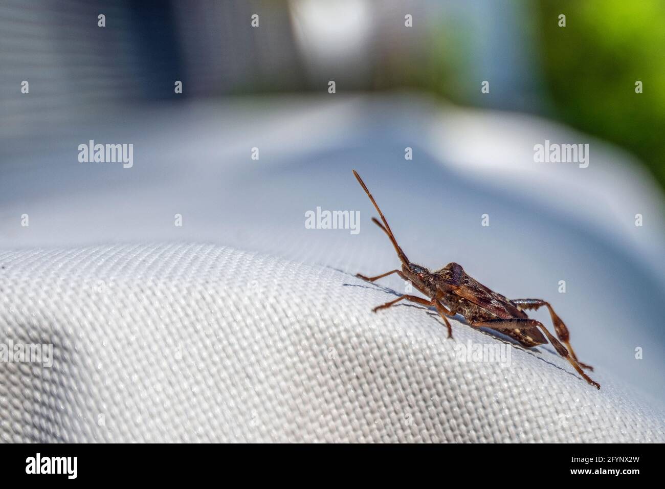 Makro-Seitenansicht eines braunen fliegenden Käfers, der sich im Freien aufsetzt An einem Frühlingstag Stockfoto