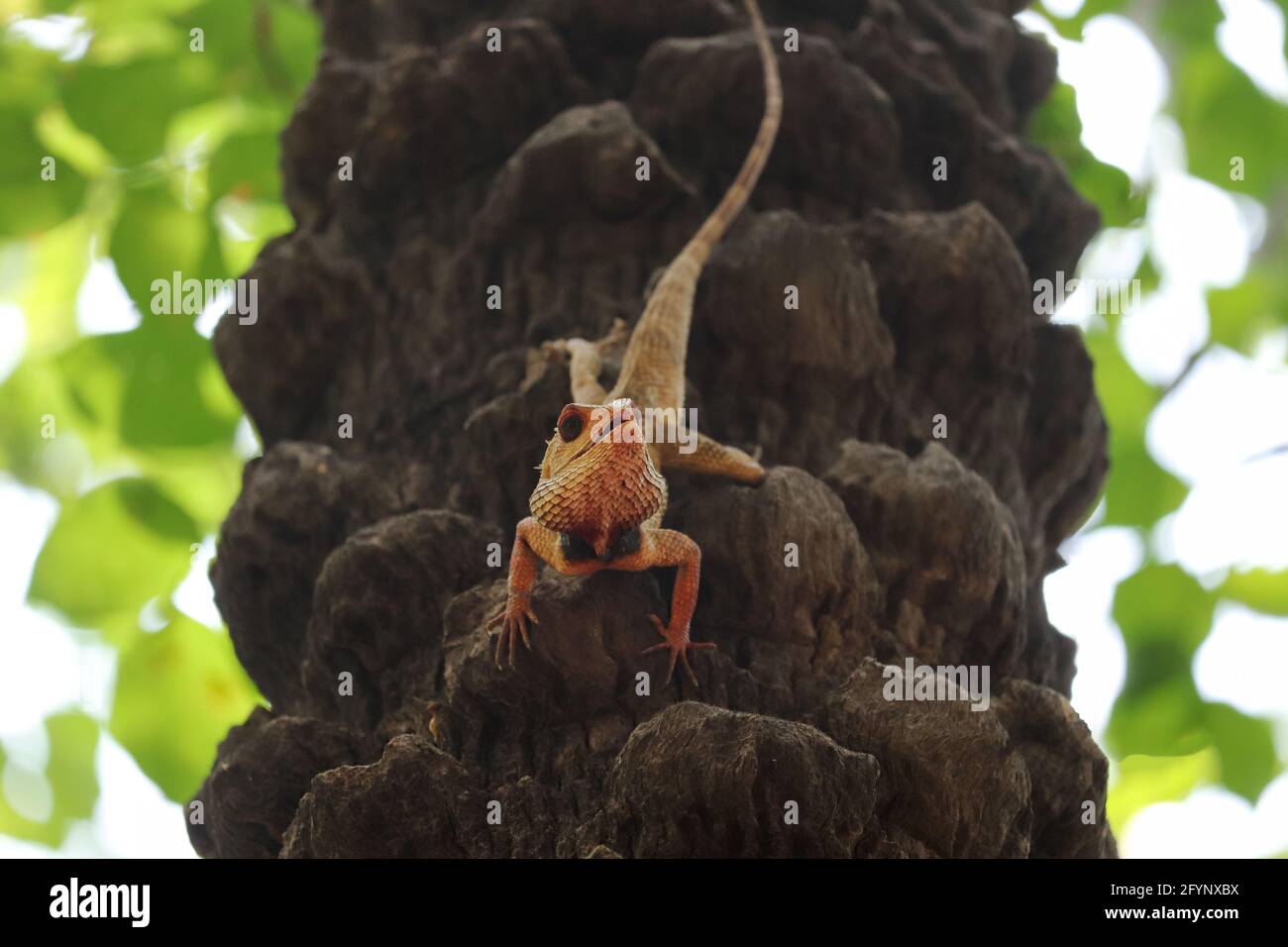 Eidechse auf dem Baum Stockfoto