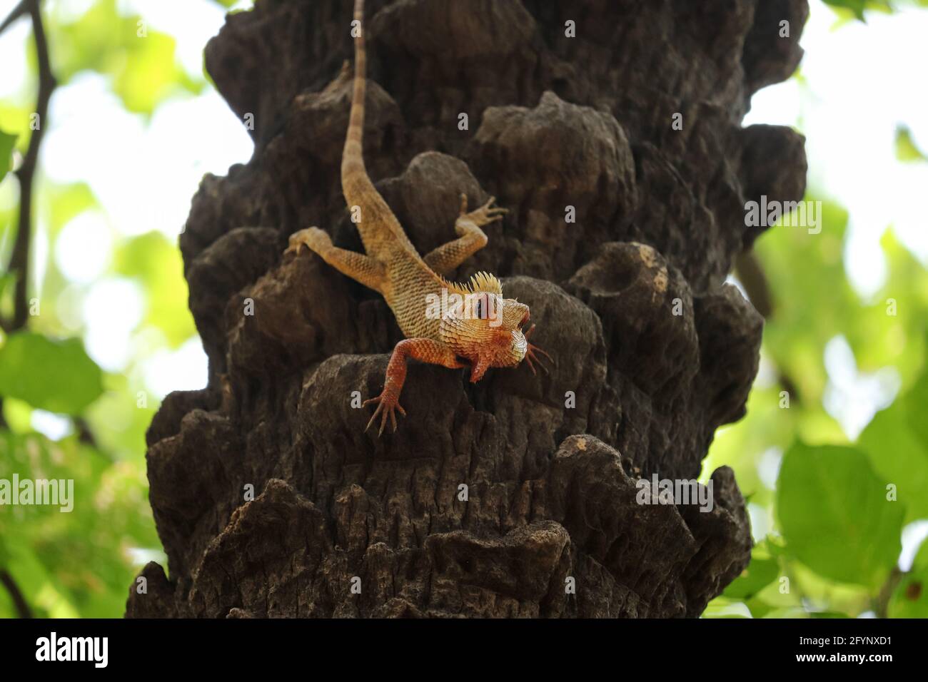 Eidechse auf dem Baum Stockfoto