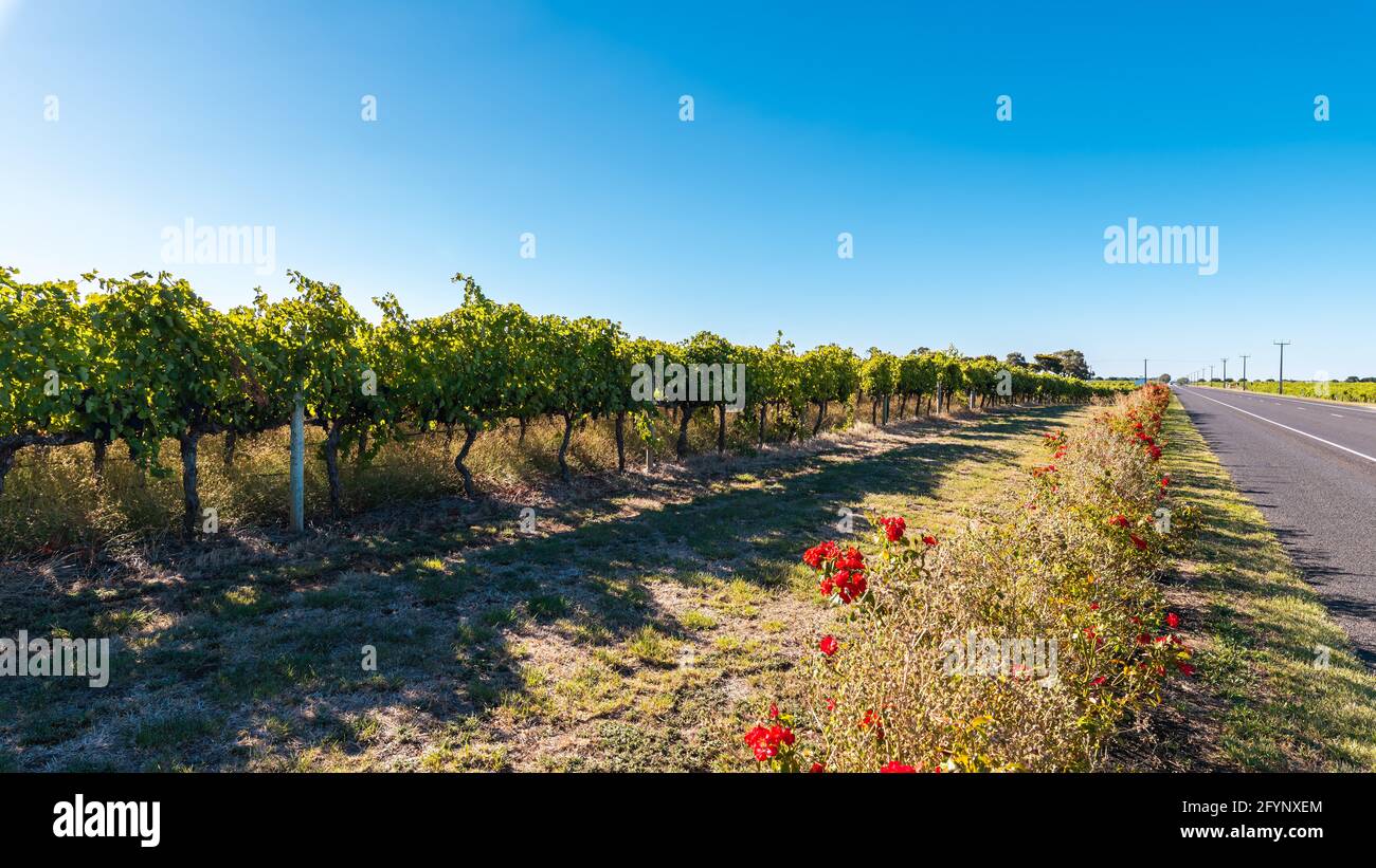 Coonawarra Vineyards vom Riddoch Hwy, South Australia aus gesehen Stockfoto
