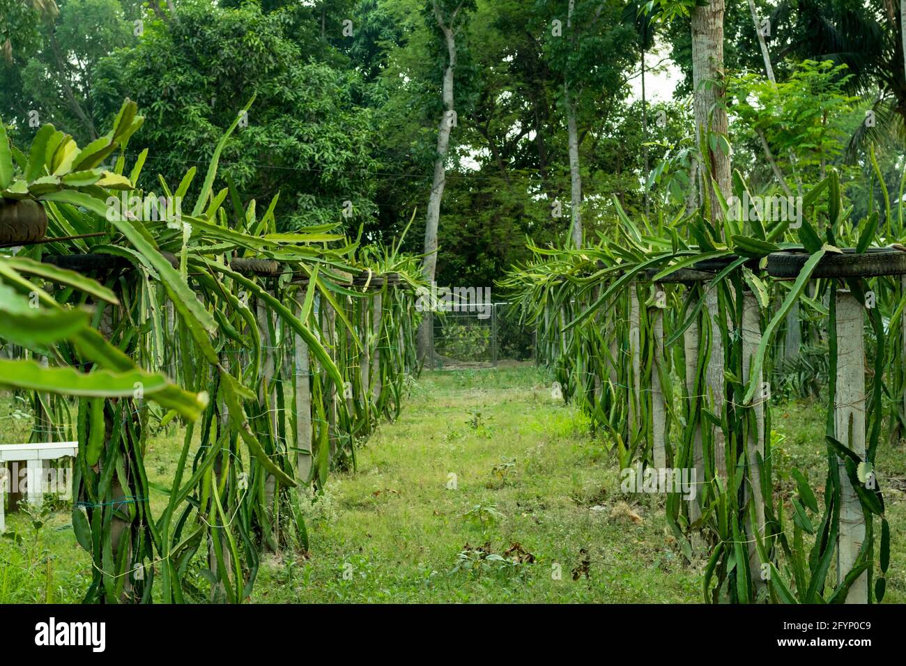 Der Dragon Tree Garden ist eine zeitlose Zimmerpflanze mit einem markanten Aussehen Stockfoto