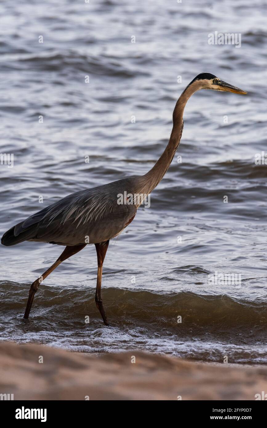 Ein großer Blaureiher schreitet am Strand in Fairhope, Alabama, entlang der Brandung, während er am Morgen auf der Jagd ist. Stockfoto