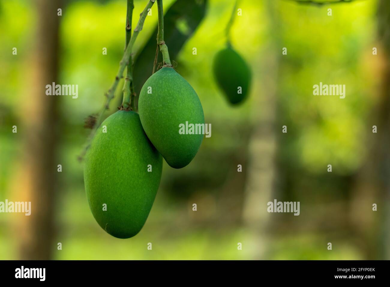 Eine wunderbar leckere süße grüne und gelbe Mango-Gruppe Auf einem natürlichen Hintergrund Stockfoto
