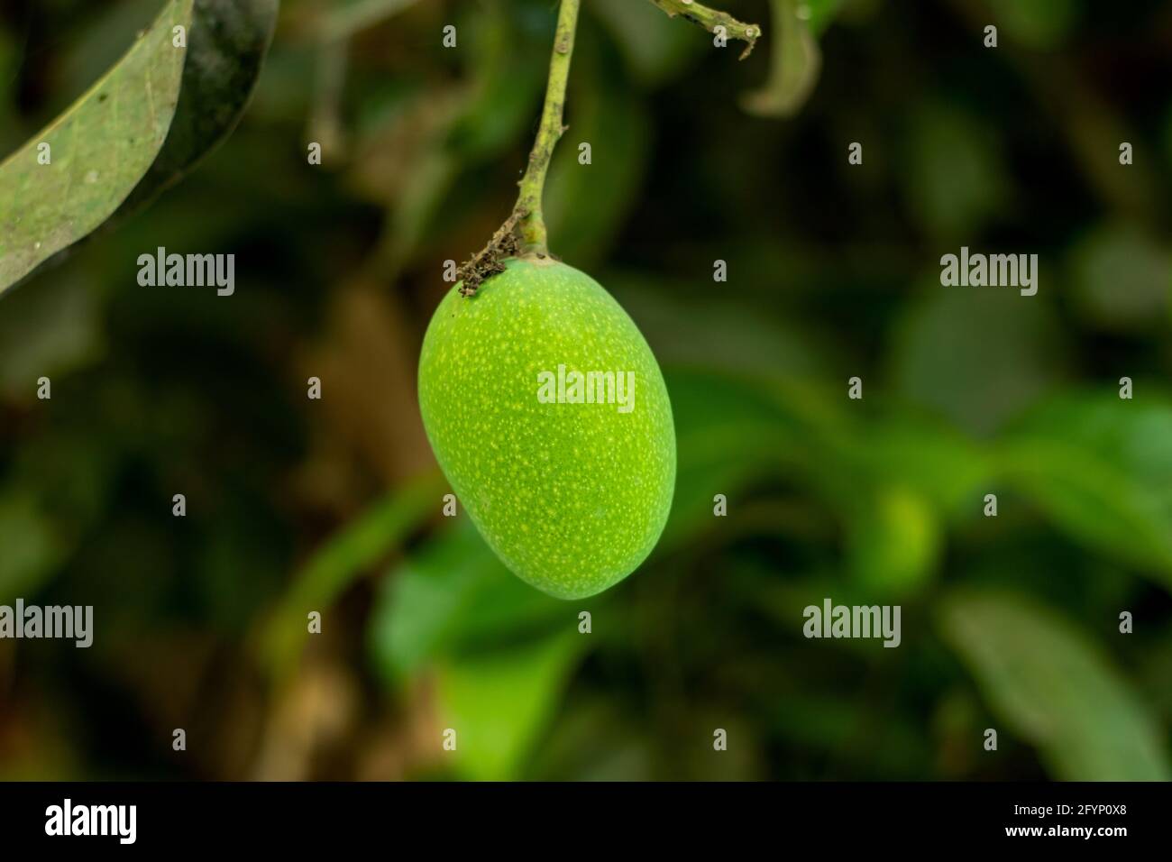Desi pure Green roh Single sauer süß Mango Garten in BD Stockfoto