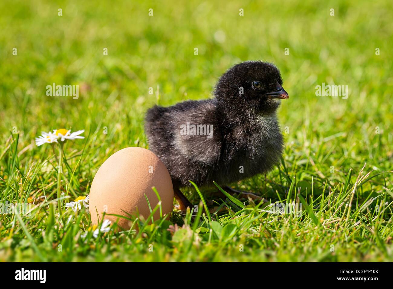 Junges schwarzes Huhn auf Gras mit einem Ei Stockfotografie - Alamy