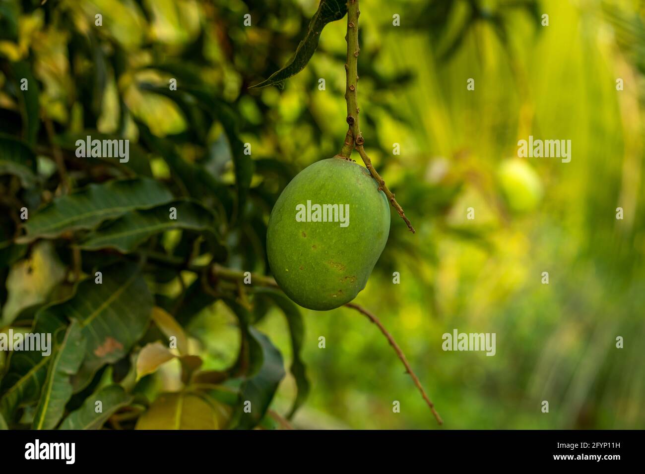 Desi Single roh grün sauer-süß köstliche Mango und die wunderbare Geruch von reifen Mango aus dem größten Garten Stockfoto