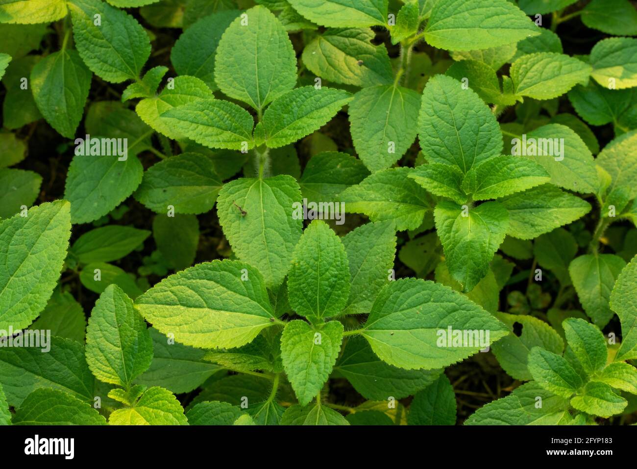 Galinsoga quadriradiata oder Hairy Galinsoga ist eine Art von wildem Blühende Pflanze in der Familie Asteraceae Close Up Stockfoto