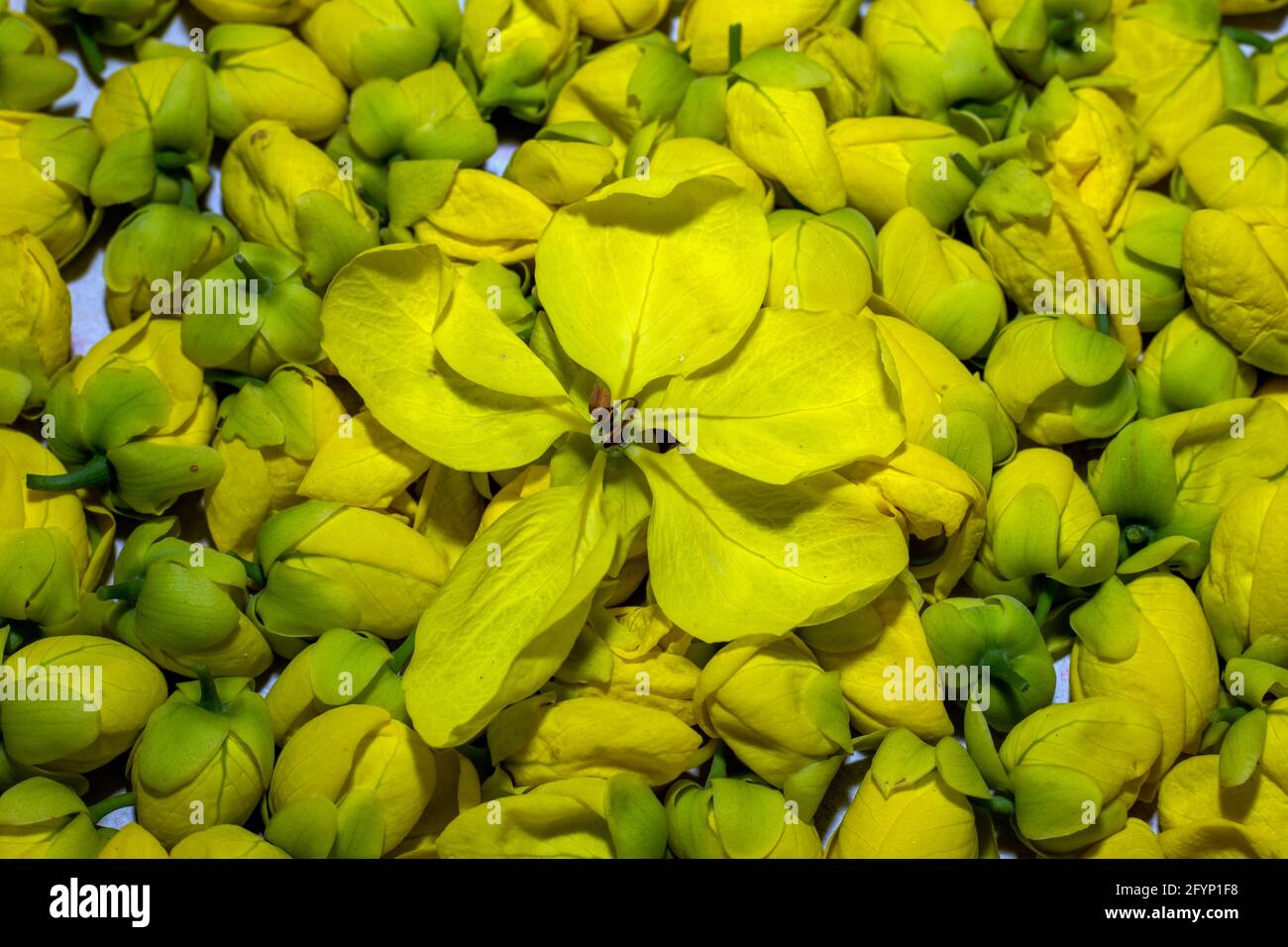 Indian-Laburnum oder Golden Shower Tree, der allgemein als Golden Shower, Purging Cassia oder Pudding-Pipe Baum bekannt ist, ist eine blühende Pflanze in der Unterfamilie Stockfoto