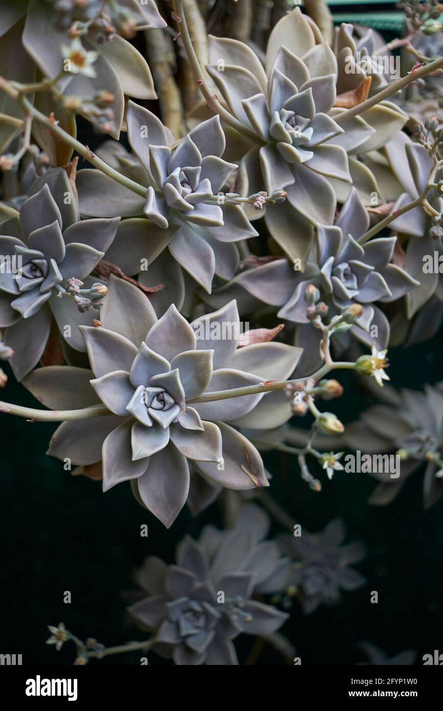 Graptopetalum paraguayense weißer Blütenstand Stockfoto