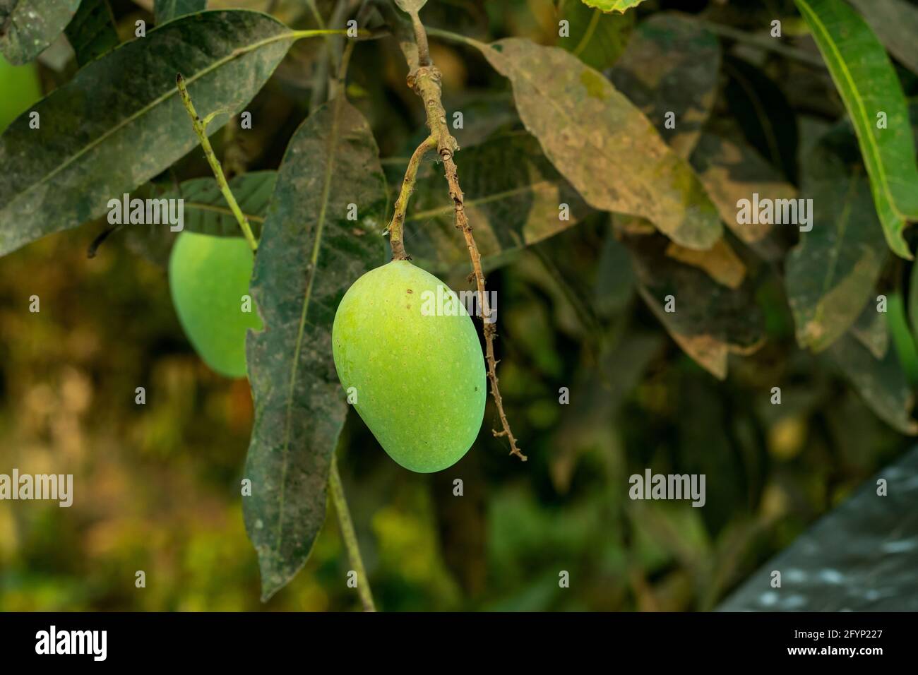 Saure rohe grüne Mango und wenn sie reif ist Sehr süß und es wurde direkt von der gesammelt Garten Stockfoto