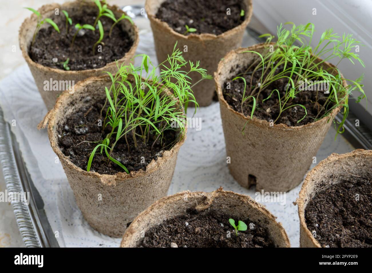 Junge grüne Dill-Sprossen. Gartenarbeit im Innenbereich. Stockfoto