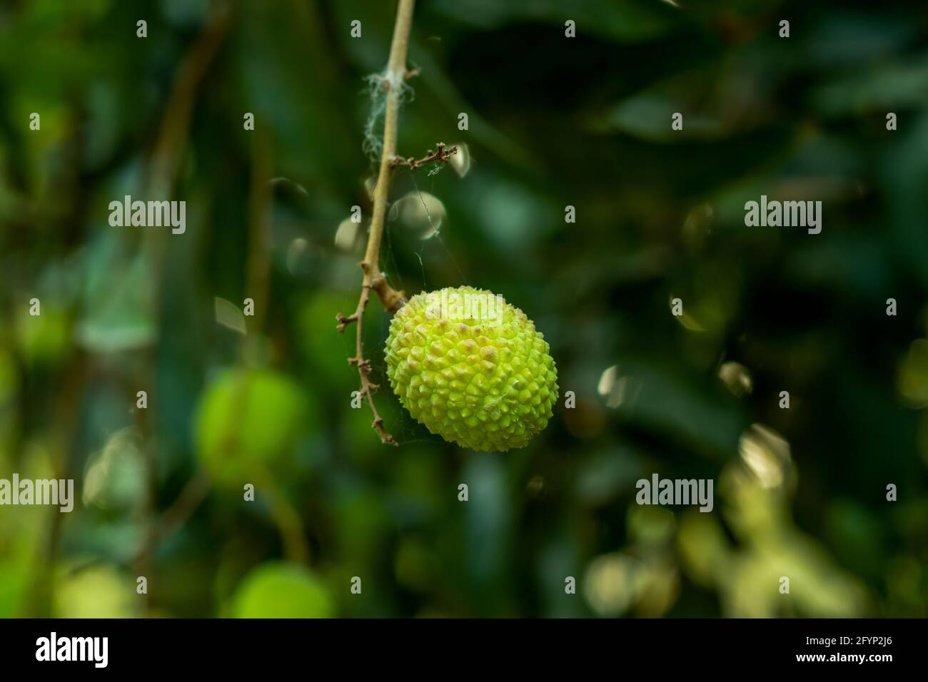 Die grüne süße Litschi oder Litschi Frucht ist heimisch China und wird extensiv in warmen tropischen Klimazonen von angebaut Dem asiatischen Kontinent Stockfoto