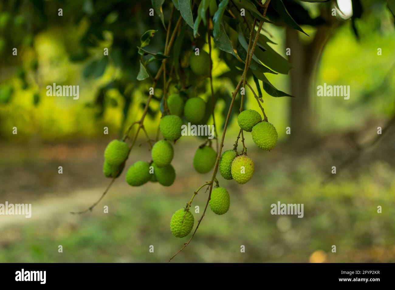 Die Gruppe der Litschi oder Litchi chinensis Sonn gehört zur Familie der Sapindaceae und der Unterfamilie Nepheleae. Die grünen rohen Litschi-Früchte sind rund, oval, Stockfoto