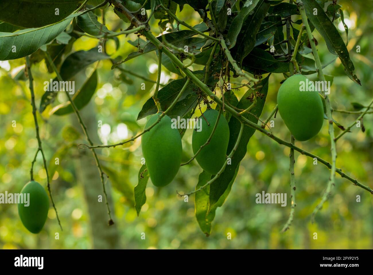 Es gibt viele rohe grüne Mangos, die auf einem großen hängen Mangobaum in einem der größten lokalen Mangogärten Stockfoto