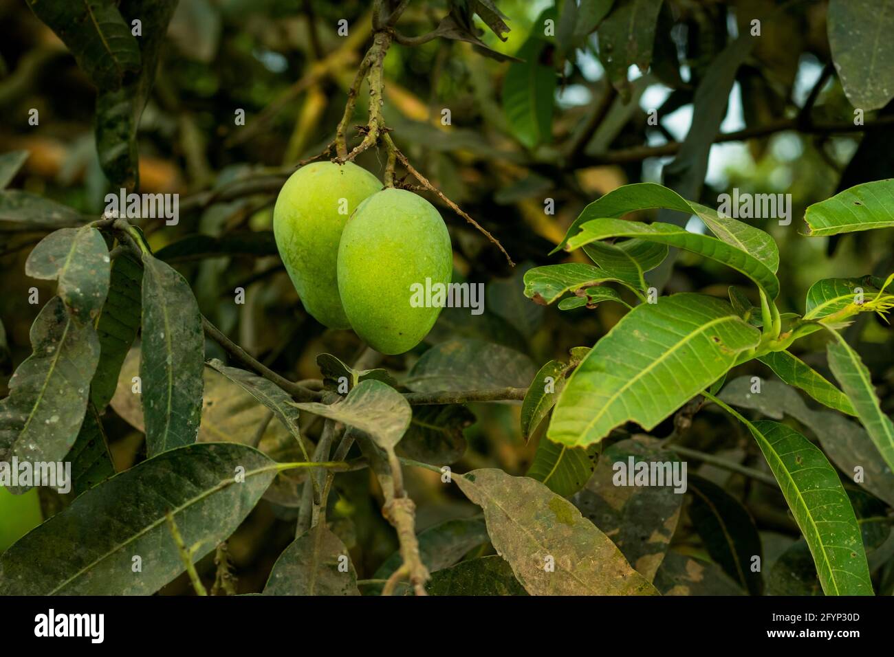 Zwei rohe grüne Mango und wenn sie reif ist es Sehr süß und es wurde direkt aus der geschossen Garten Stockfoto