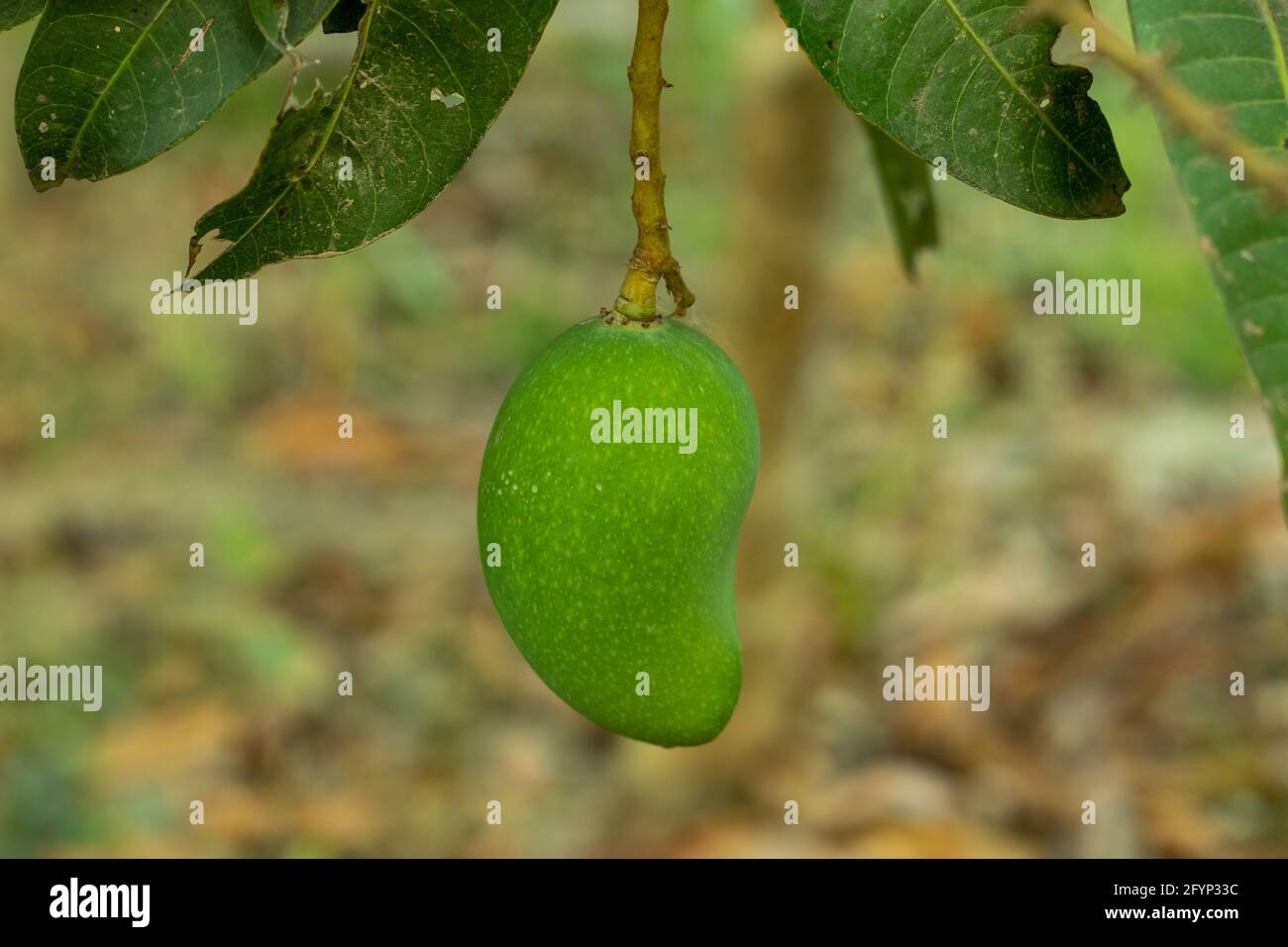 Name ist unbekannt und grüne rohe Mangofrüchte im Haus Garten Stockfoto