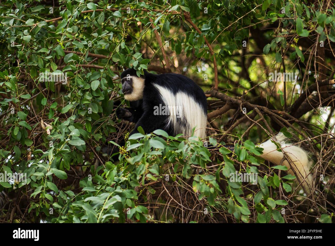 Schwarz-weiß Colobus - Colobus guereza, schöne schwarz-weiße Primaten aus afrikanischen Wäldern und Wäldern, Harenna Wald, Äthiopien. Stockfoto