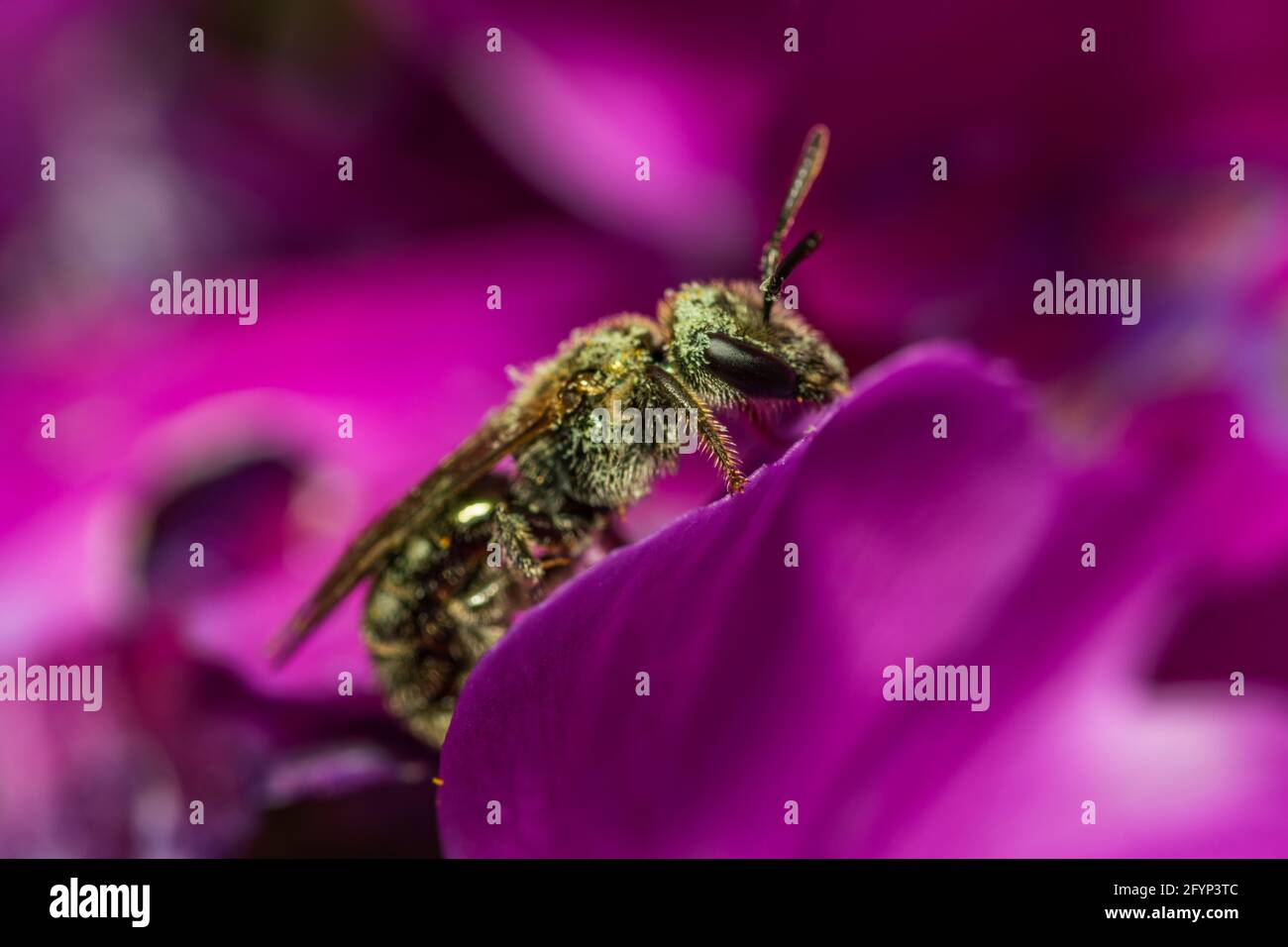 Biene mit Pollenkörnern bedeckt auf einer leuchtend violetten Blume in einem britischen Garten Stockfoto