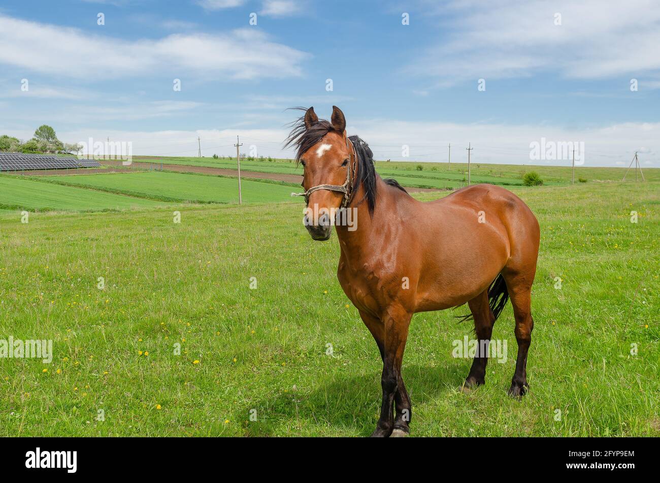 Pferd auf einem grünen Feld in der Landschaft Stockfoto