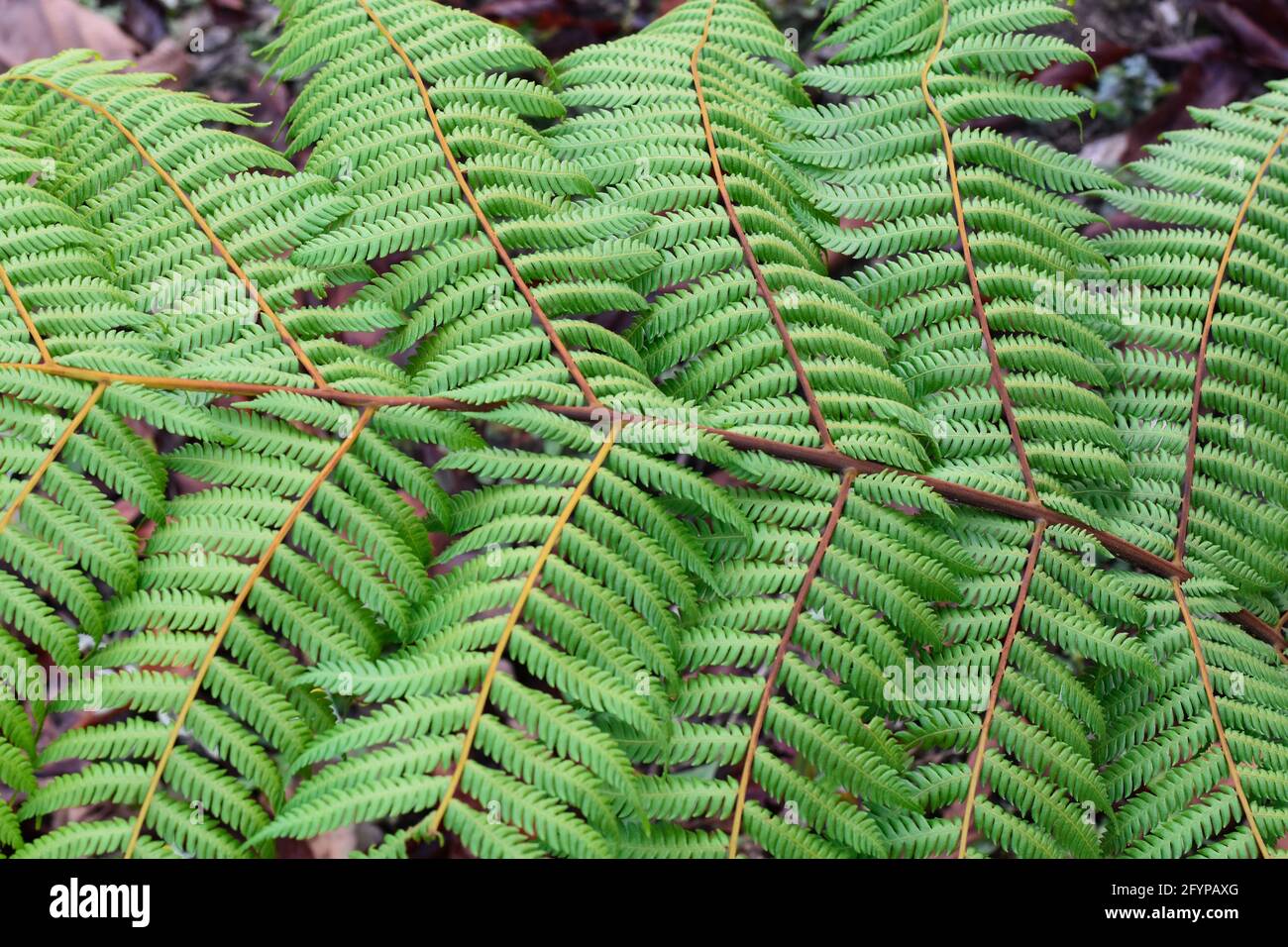 Himalaya-Grünfarne, werden oft als Wedel bezeichnet. Wedel bestehen in der Regel aus einer Blattklinge und einem Blattstiel. Stockfoto