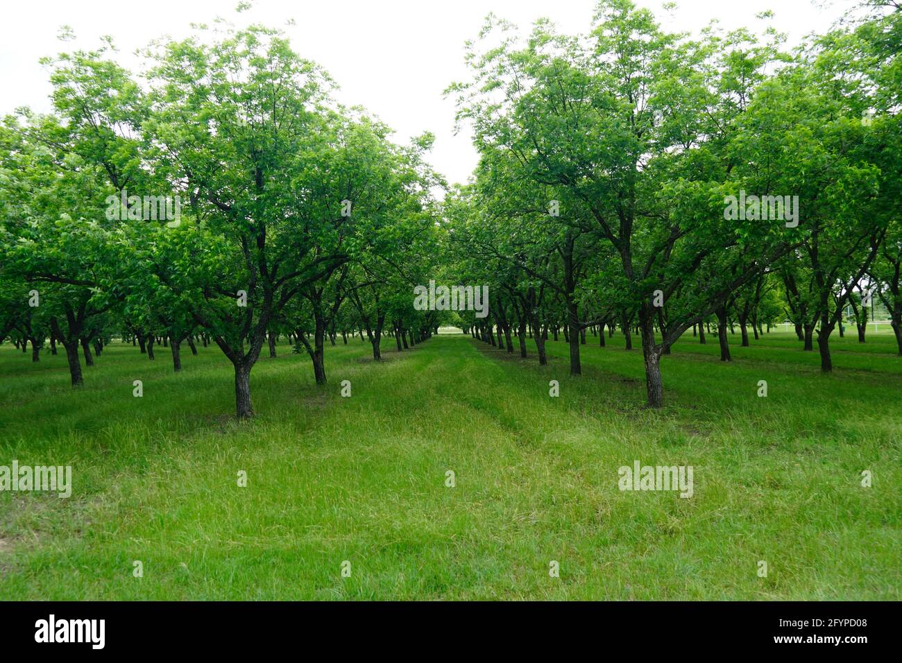 Pecan Orchard in der Nähe von San Saba, Texas Stockfoto
