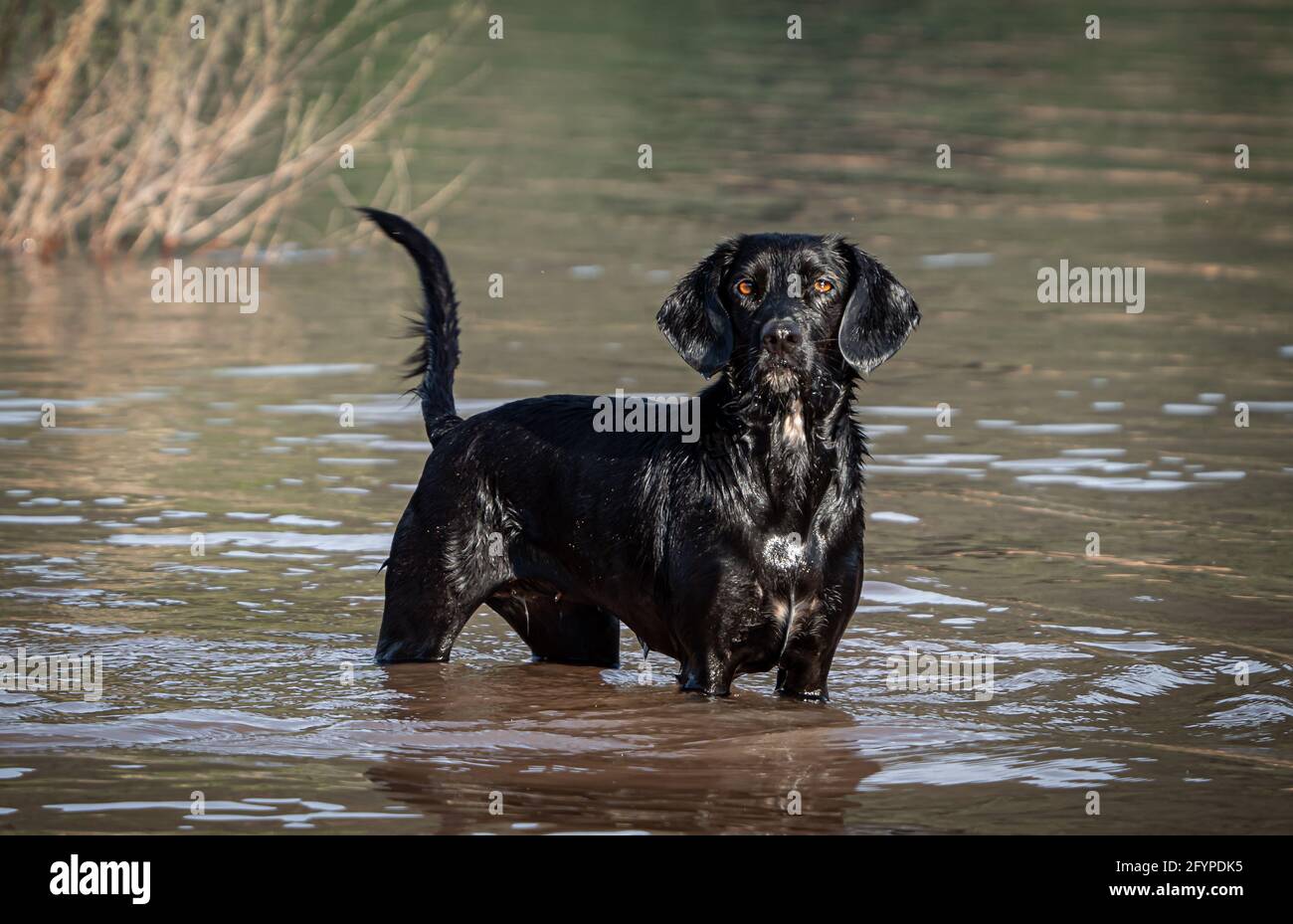 Wunderschöner schwarzer Hund, der sich an einem heißen Frühlingsnachmittag im See abkühlt Stockfoto