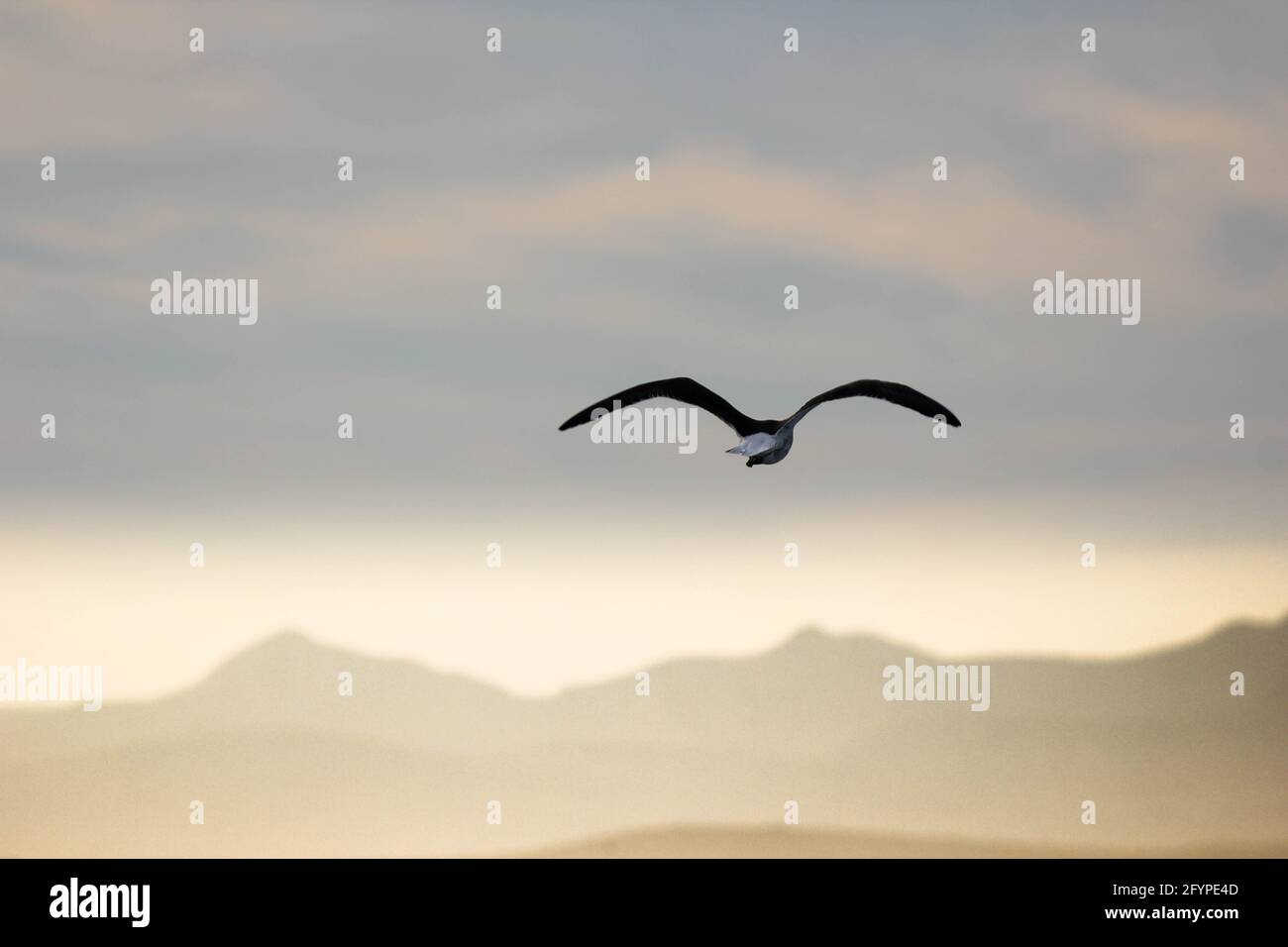 Erstaunliche tropische Vögel aus der ganzen Welt Stockfoto