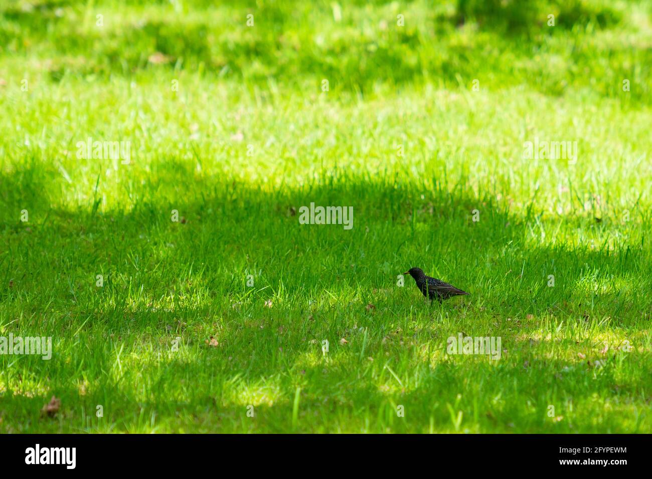 Amsel, Turdus merula. Schwarzer Vogel in seinem natürlichen Lebensraum auf grünem Frühlingsgras Stockfoto