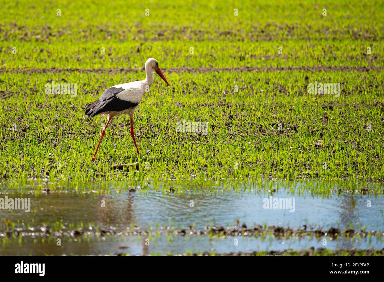 Weißstorch, Ciconia ciconia. Der Vogel steht auf grünem Gras Stockfoto