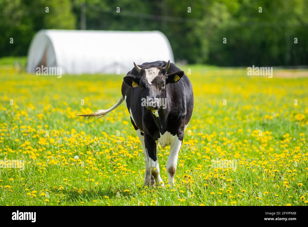 Schwarze Kuh mit weissen Flecken auf der Wiese, grün mit gelbem Dandelion Stockfoto